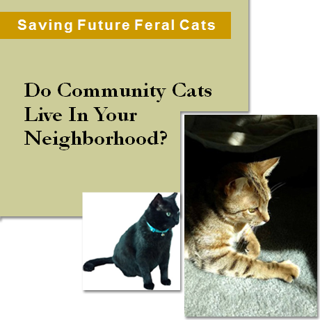 Help Feral Cats