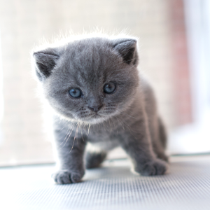 Kitten