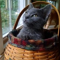 Gracie asking for donations