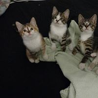 Three Kittens for Adoption Three Kittens for Adoption